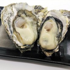 画像5: 【お急ぎ便】福岡糸島産　みるく牡蠣　（お届け地域限定） (5)