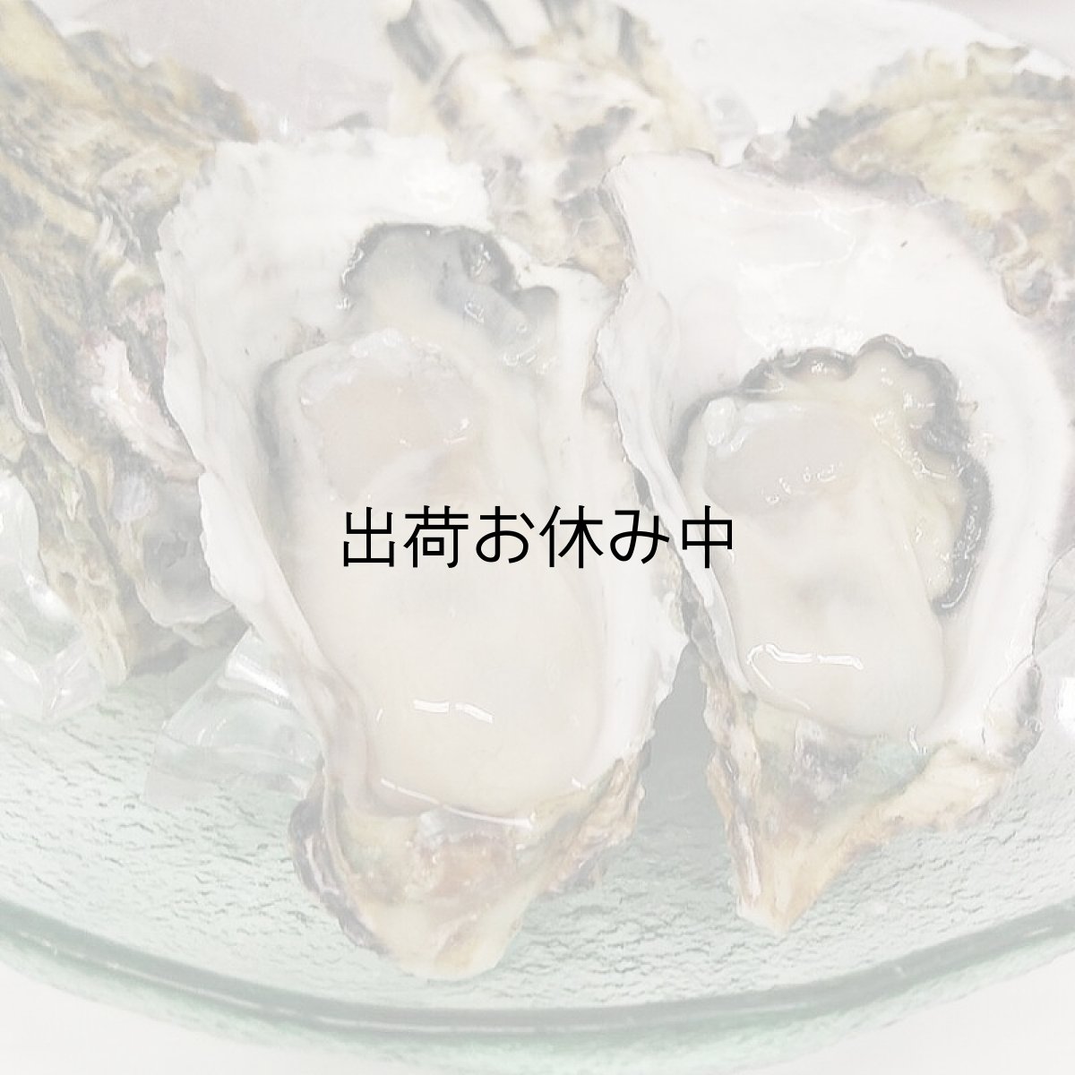 画像9: 福岡糸島産　みるく牡蠣 (9)