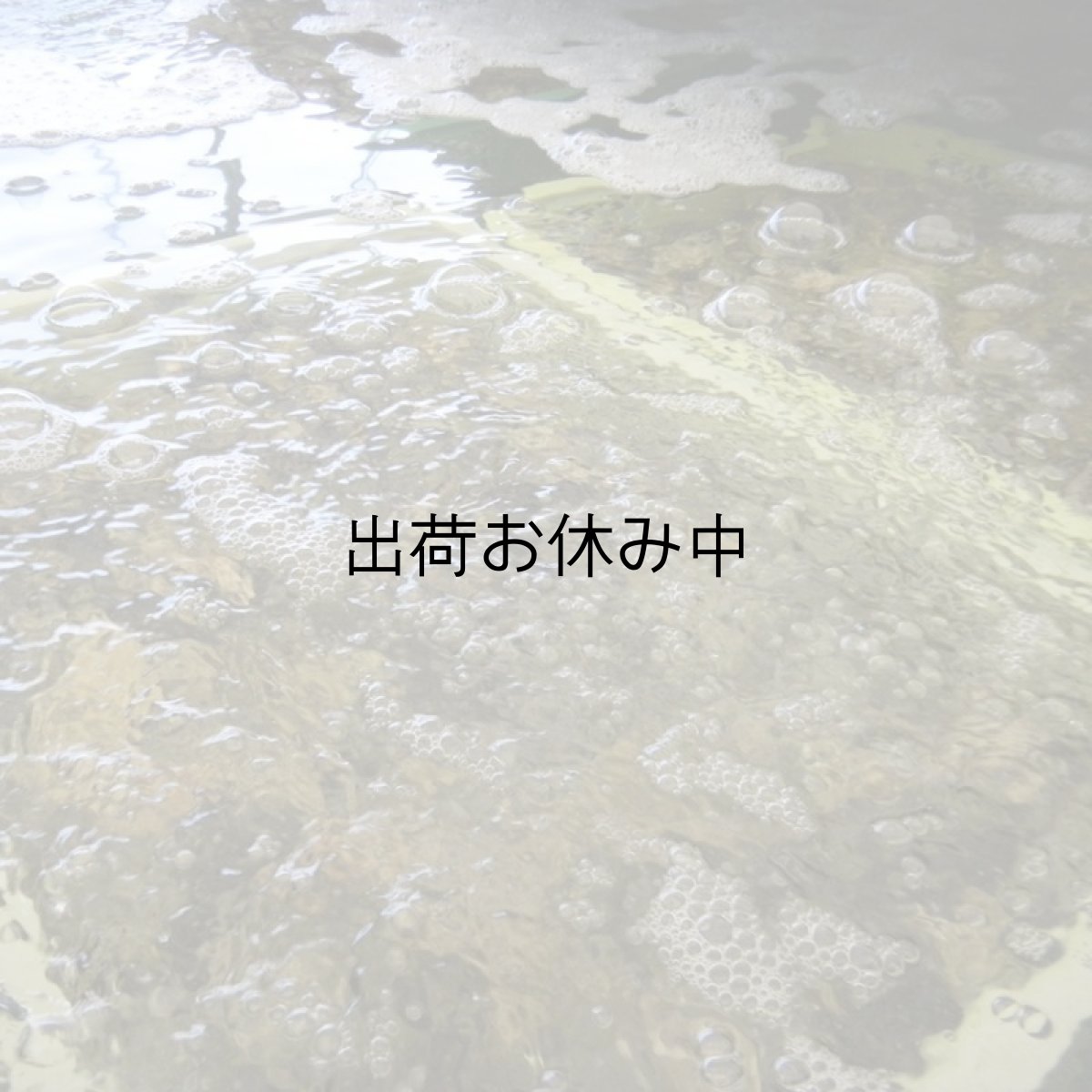 画像8: 福岡糸島産　みるく牡蠣 (8)