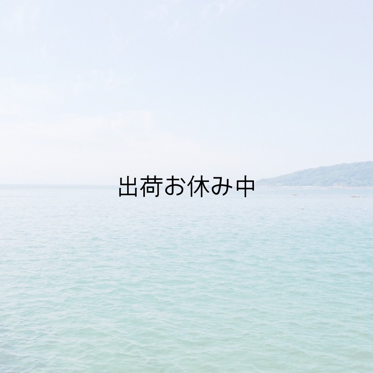 画像5: 福岡糸島産 岩牡蠣糸島サウンド (5)