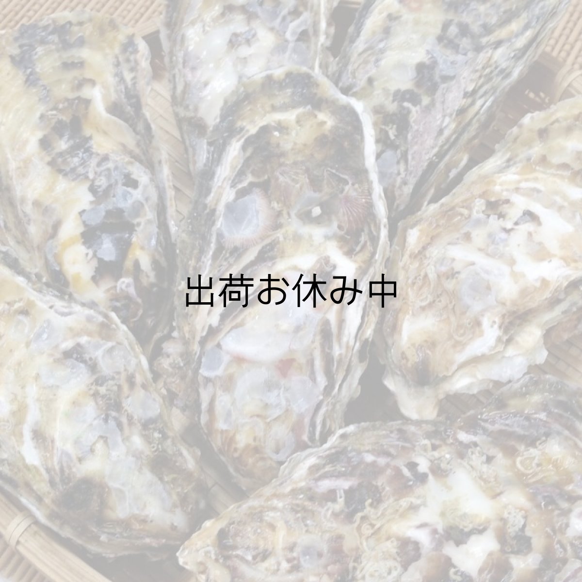 画像11: 福岡糸島産　みるく牡蠣 (11)