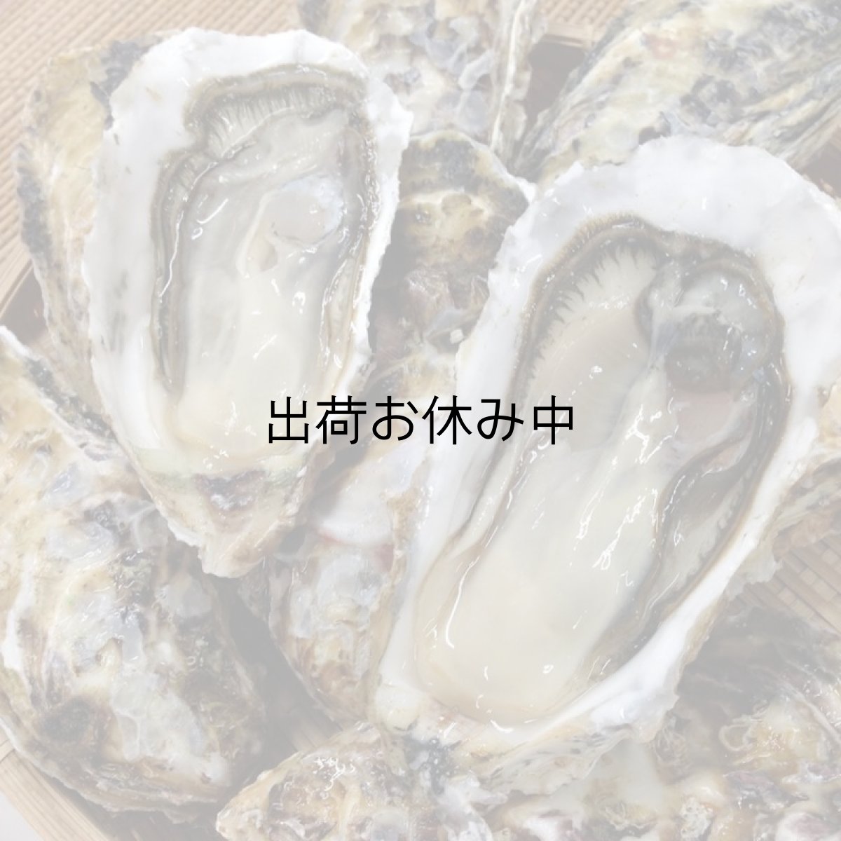 画像12: 福岡糸島産　みるく牡蠣 (12)