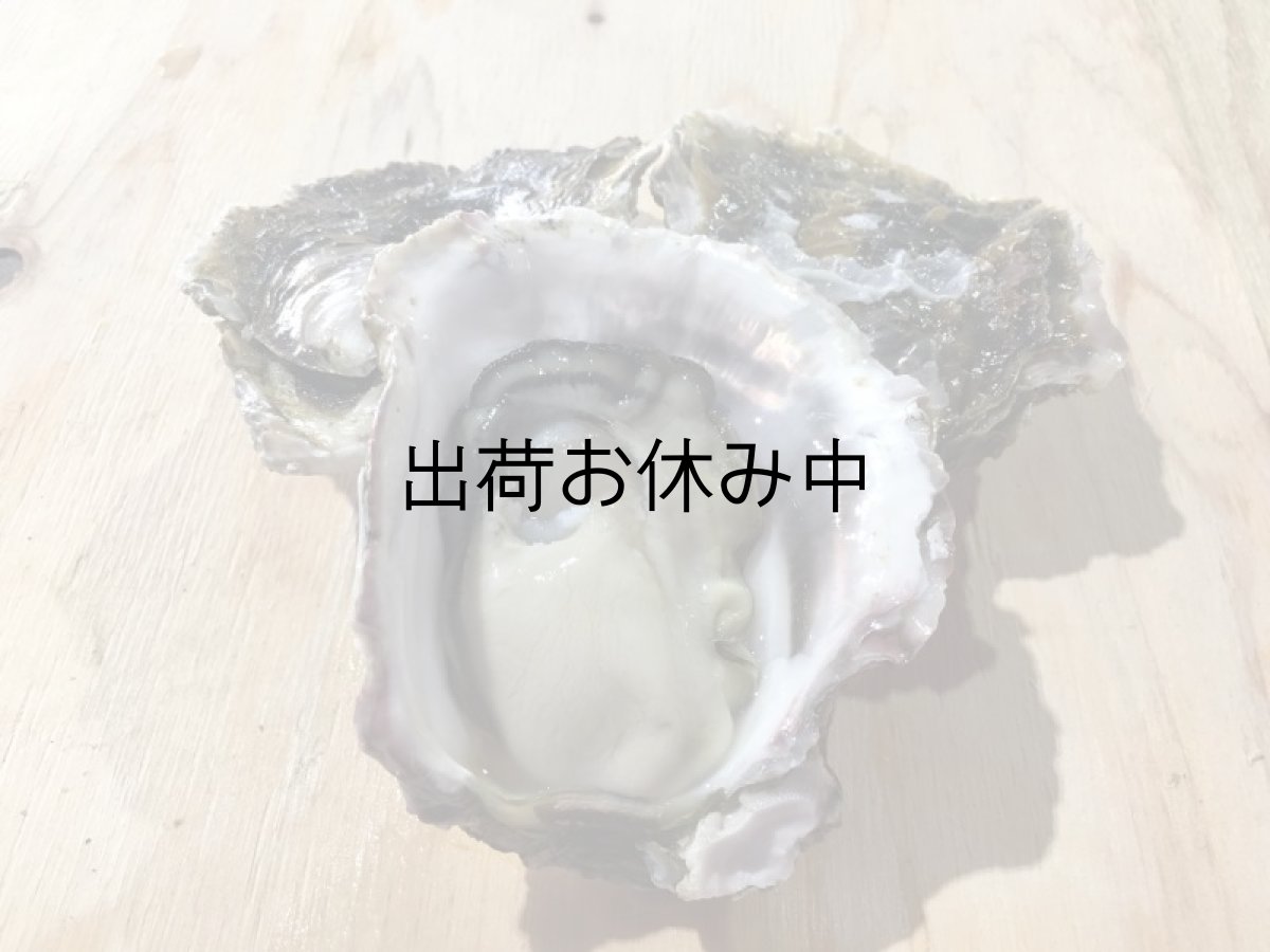 画像3: 福岡糸島産 岩牡蠣糸島サウンド (3)