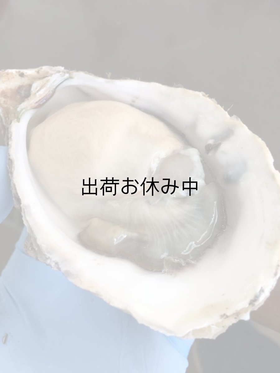 画像2: 福岡糸島産 岩牡蠣糸島サウンド (2)