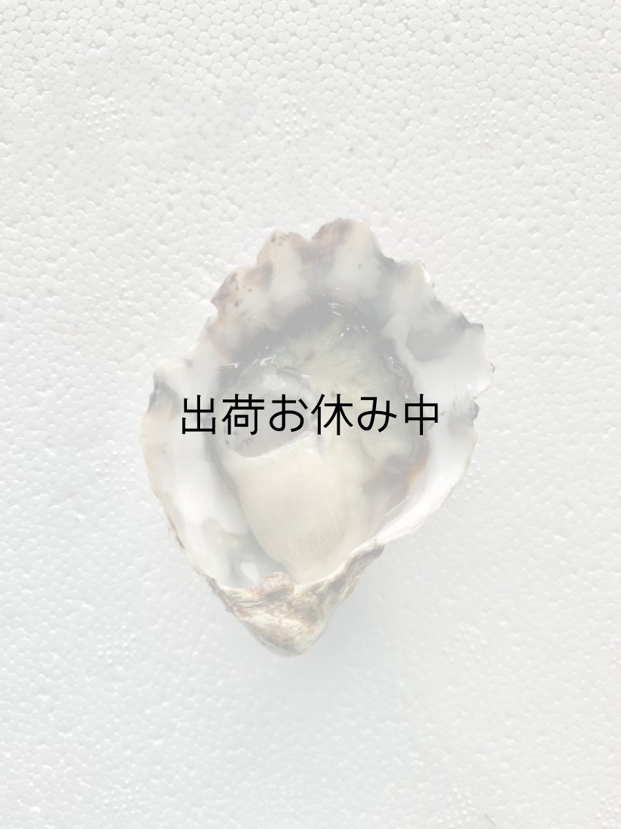 画像6: アメリカワシントン州産クマモトオイスター (6)