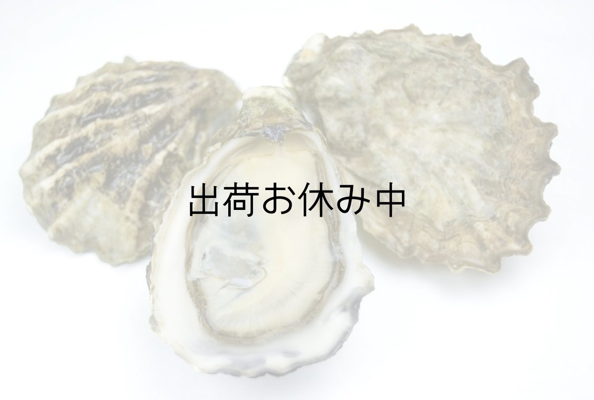 画像2: アメリカワシントン州産クマモトオイスター (2)