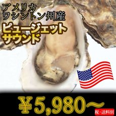 画像1: アメリカワシントン州産ピュージェットサウンド (1)