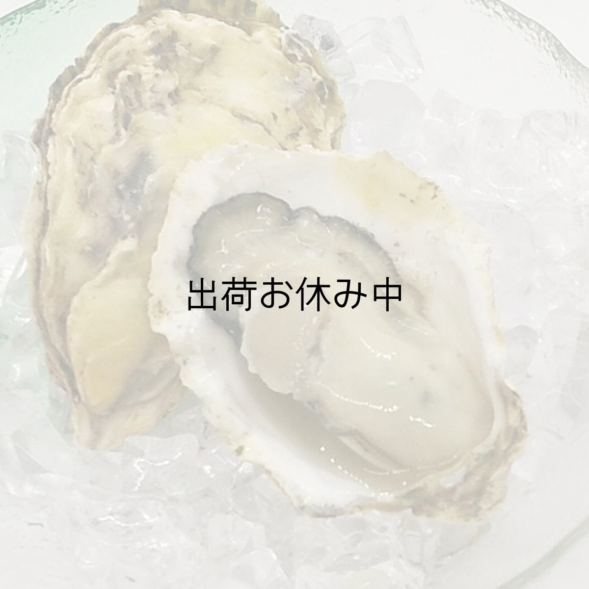 画像4: 【お急ぎ便】　熊本八代産　鏡オイスター（お届け地域限定） (4)