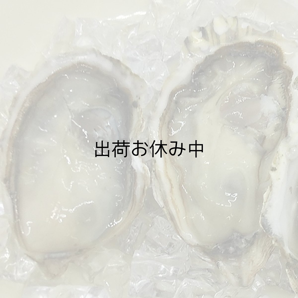 画像5: 【お急ぎ便】　熊本八代産　鏡オイスター（お届け地域限定） (5)
