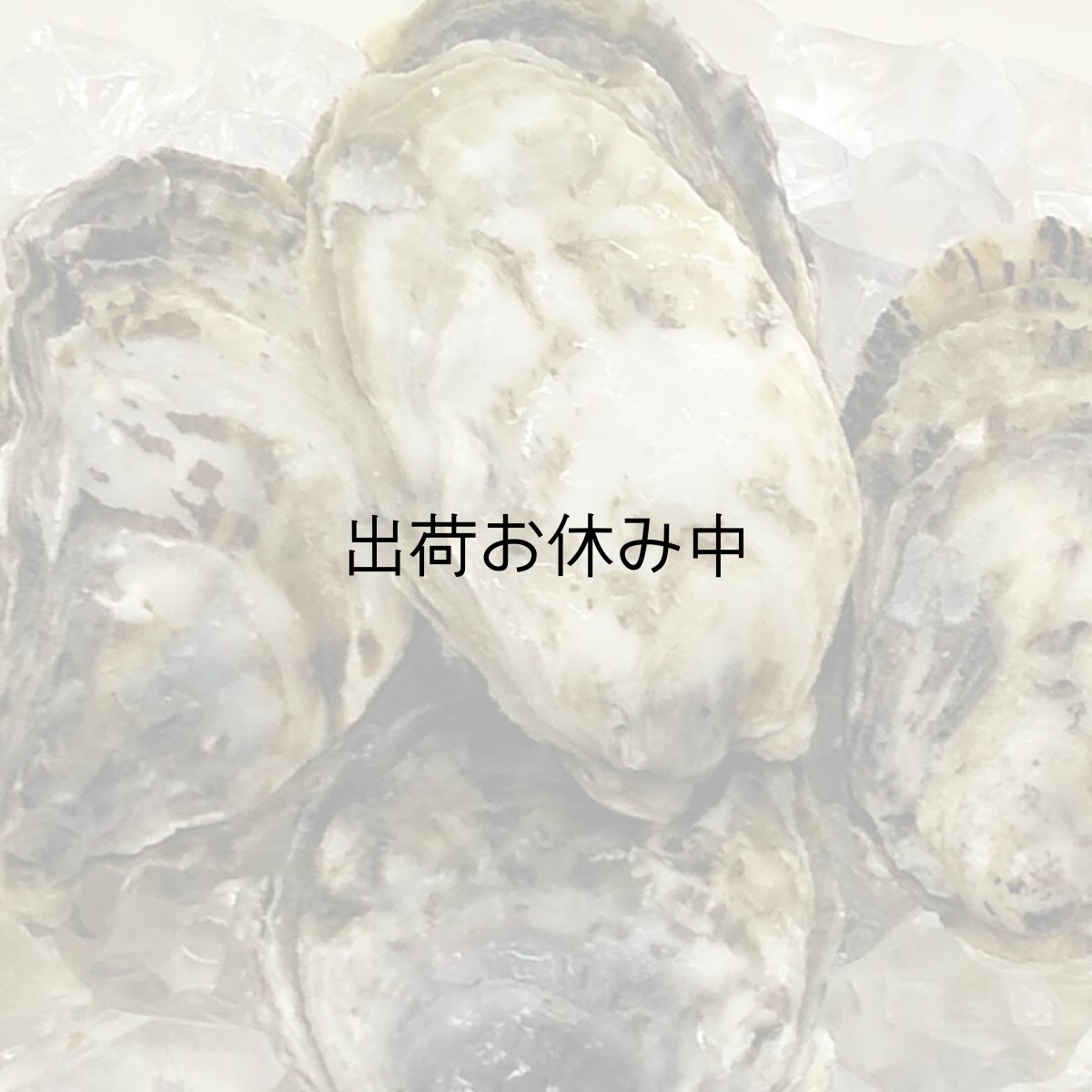 画像6: 【お急ぎ便】　熊本八代産　鏡オイスター（お届け地域限定） (6)