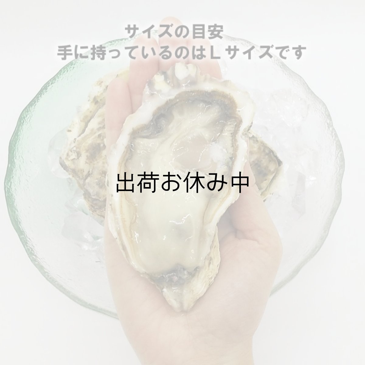 画像2: 【お急ぎ便】　熊本八代産　鏡オイスター（お届け地域限定） (2)
