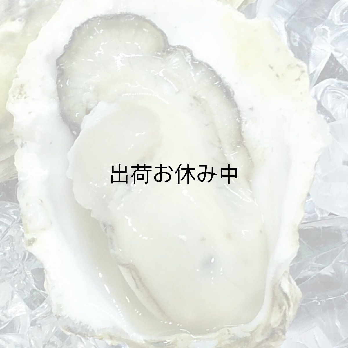 画像3: 熊本八代産　男気牡蠣 (3)