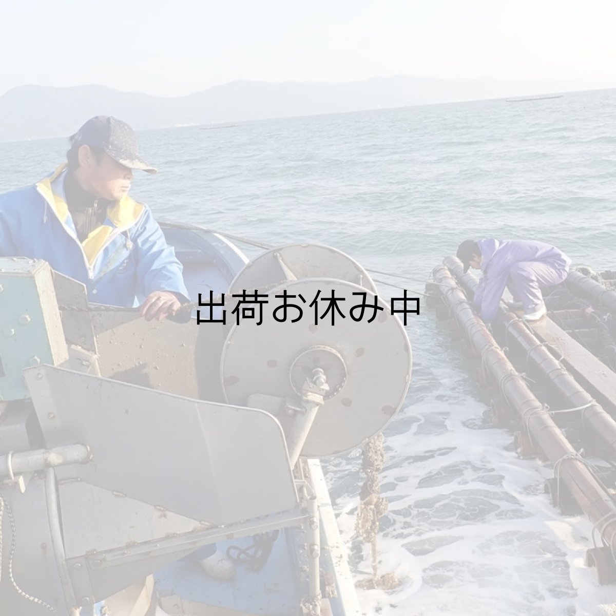 画像7: 熊本八代産　男気牡蠣 (7)