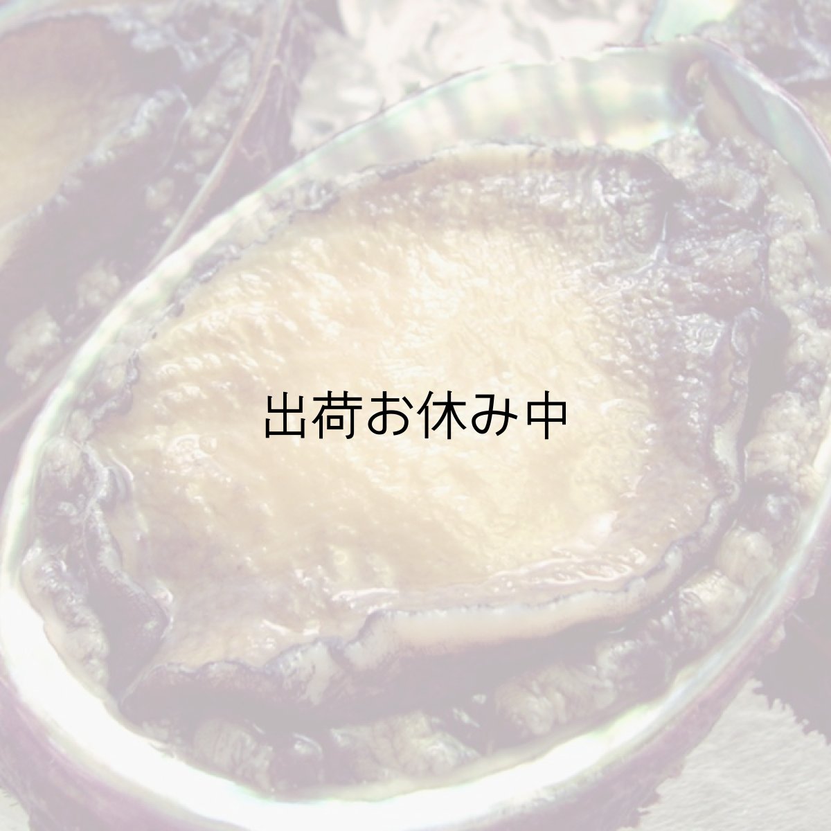 画像2: 三陸唐桑産　天然活蝦夷アワビ (2)