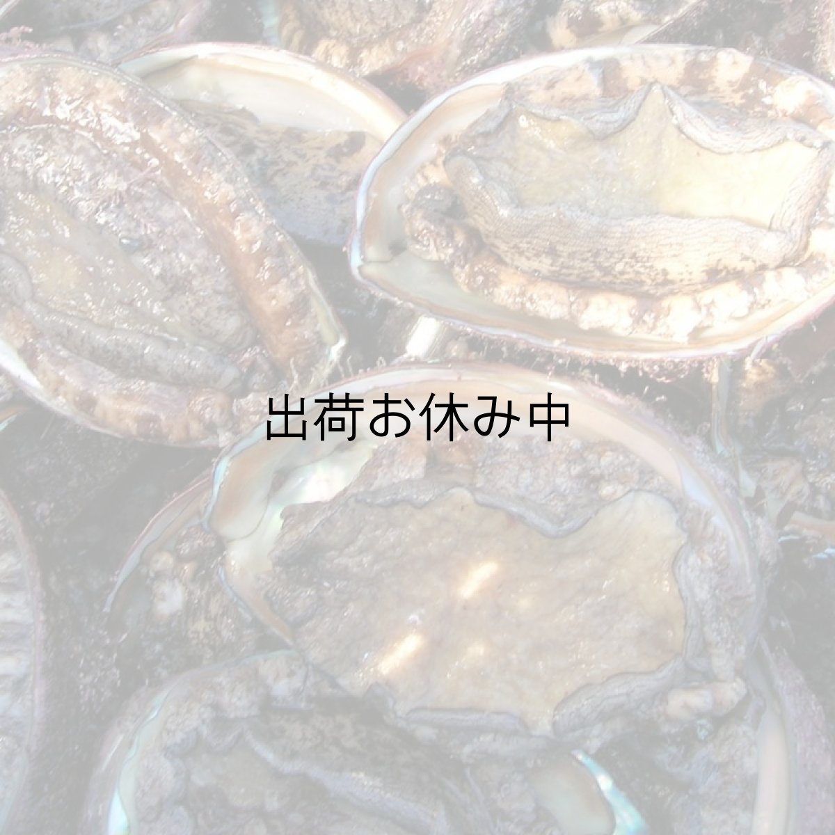 画像7: 三陸唐桑産　天然活蝦夷アワビ (7)