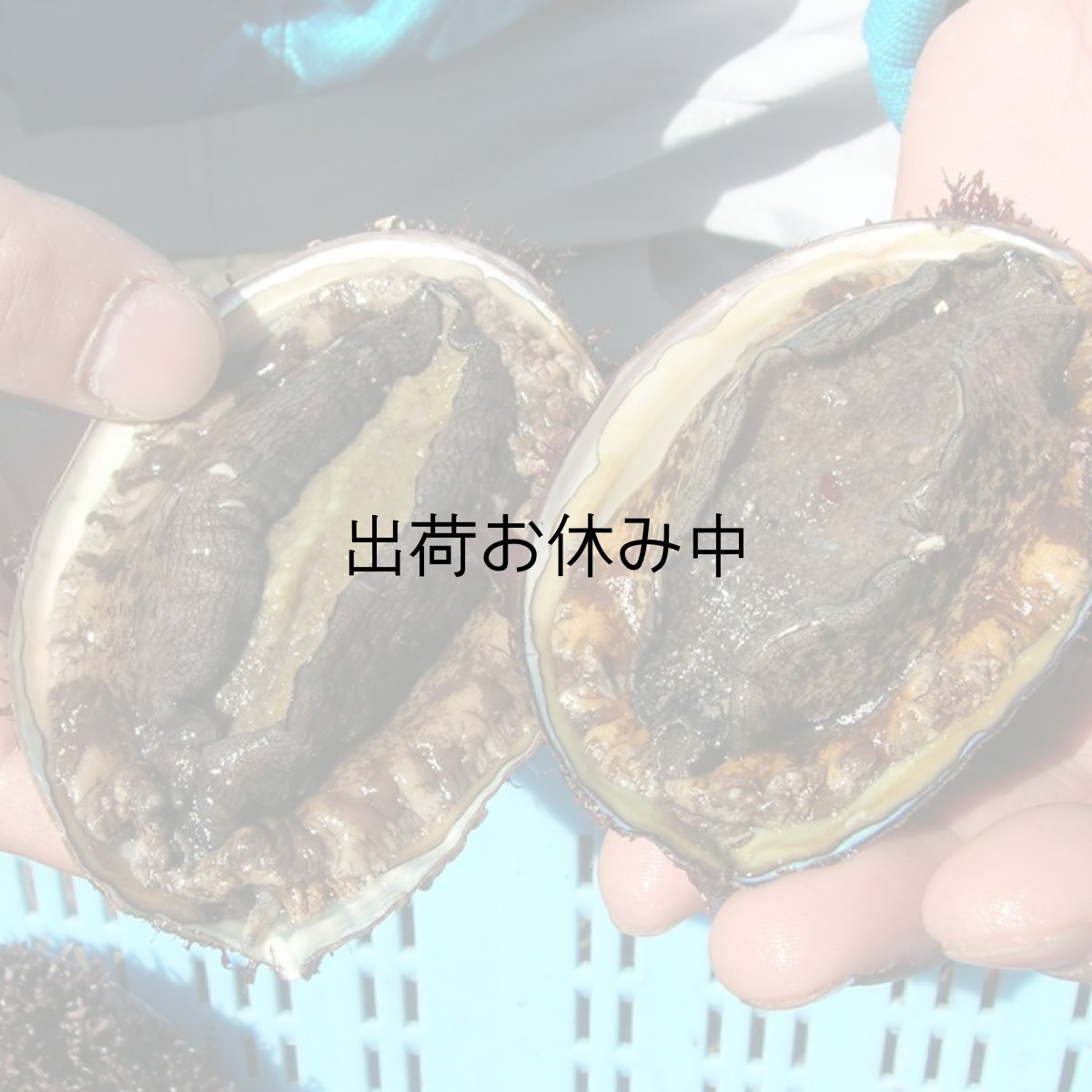 画像6: 三陸唐桑産　天然活蝦夷アワビ (6)
