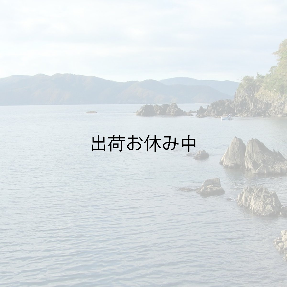 画像4: 三陸唐桑産　天然活蝦夷アワビ (4)