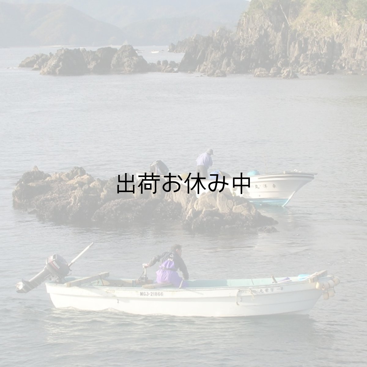 画像3: 三陸唐桑産　天然活蝦夷アワビ (3)