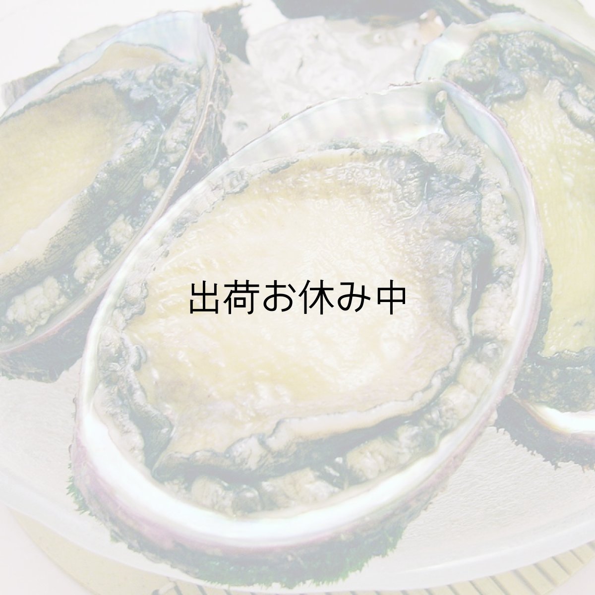 画像8: 三陸唐桑産　天然活蝦夷アワビ (8)