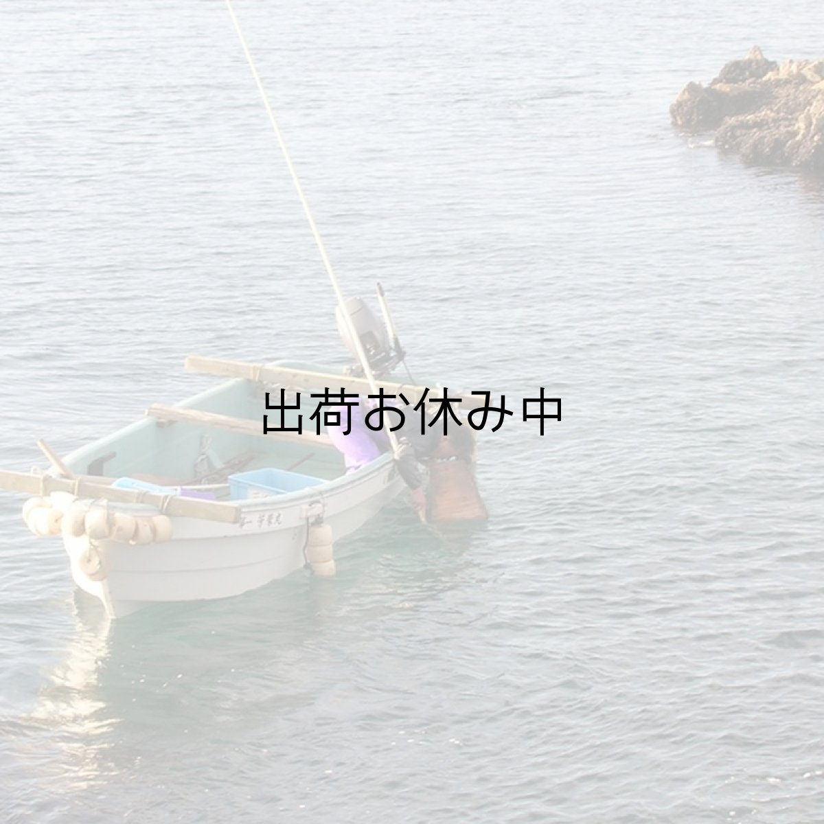 画像5: 三陸唐桑産　天然活蝦夷アワビ (5)