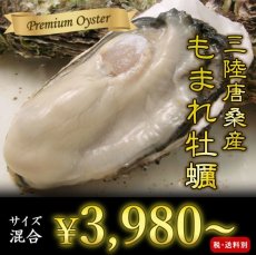 画像1: 三陸唐桑産　もまれ牡蠣 (1)