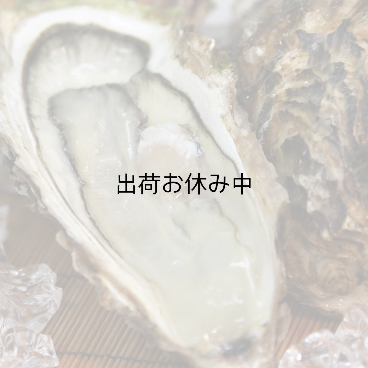 画像5: 【お急ぎ便】三陸唐桑産　もまれ牡蠣　（お届け地域限定） (5)