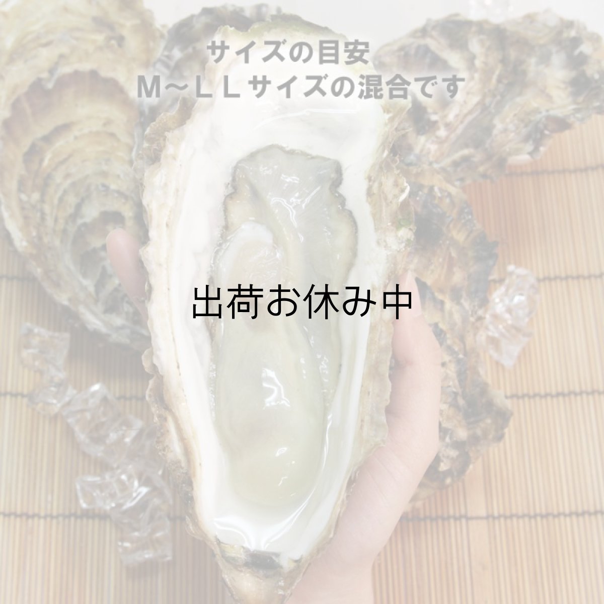 画像4: 【お急ぎ便】三陸唐桑産　もまれ牡蠣　（お届け地域限定） (4)