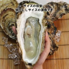 画像4: 【お急ぎ便】三陸唐桑産　もまれ牡蠣　（お届け地域限定） (4)