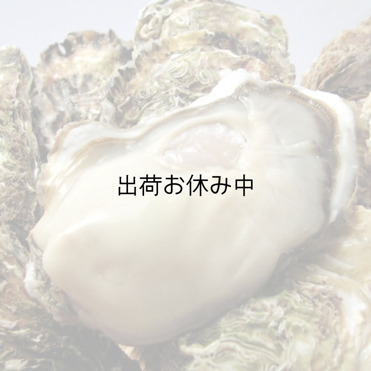 画像3: 【お急ぎ便】三陸唐桑産　もまれ牡蠣　（お届け地域限定） (3)