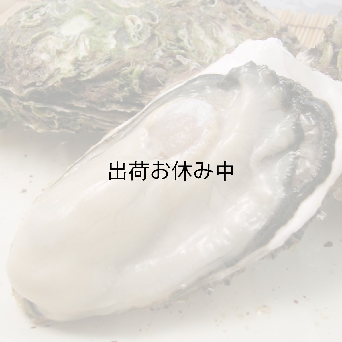 画像2: 【お急ぎ便】三陸唐桑産　もまれ牡蠣　（お届け地域限定） (2)