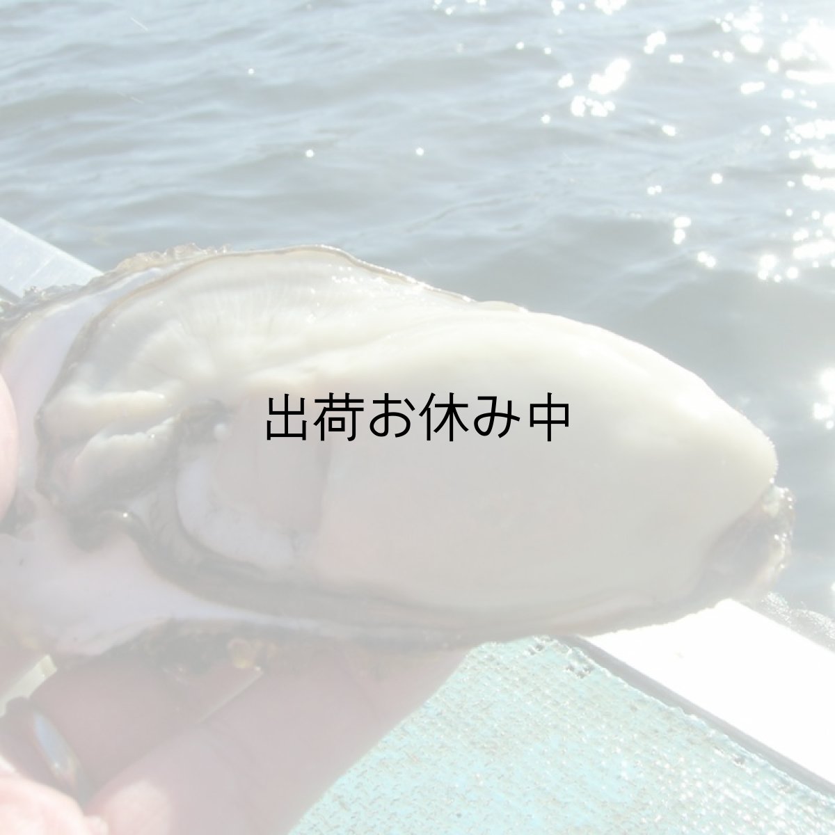 画像8: 【お急ぎ便】三陸唐桑産　もまれ牡蠣　（お届け地域限定） (8)