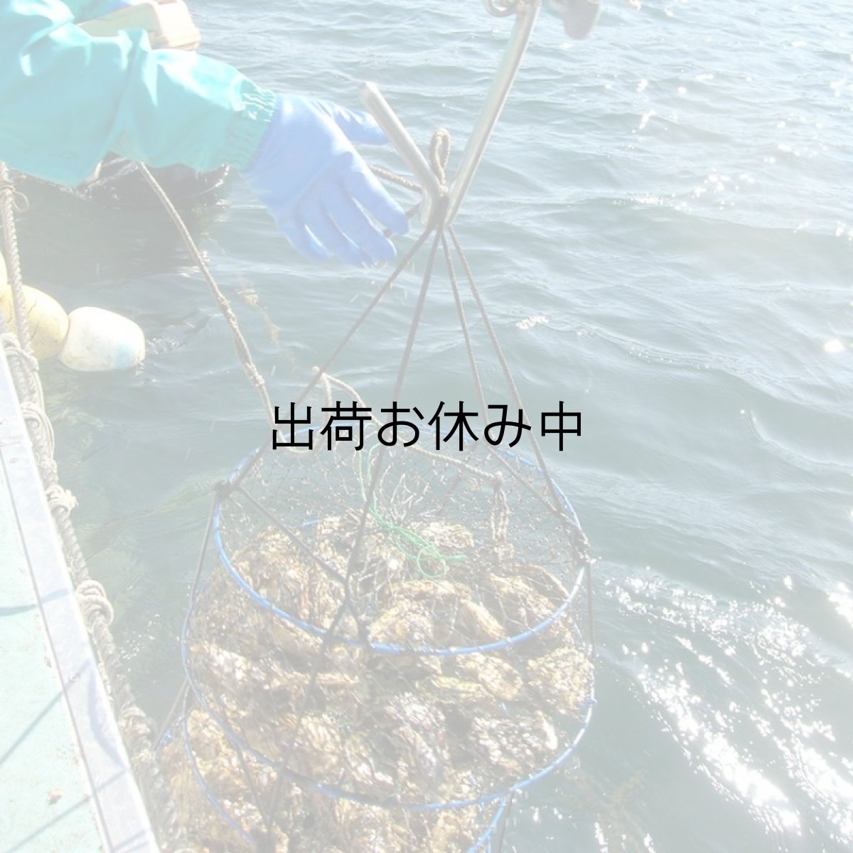 画像7: 【お急ぎ便】三陸唐桑産　もまれ牡蠣　（お届け地域限定） (7)