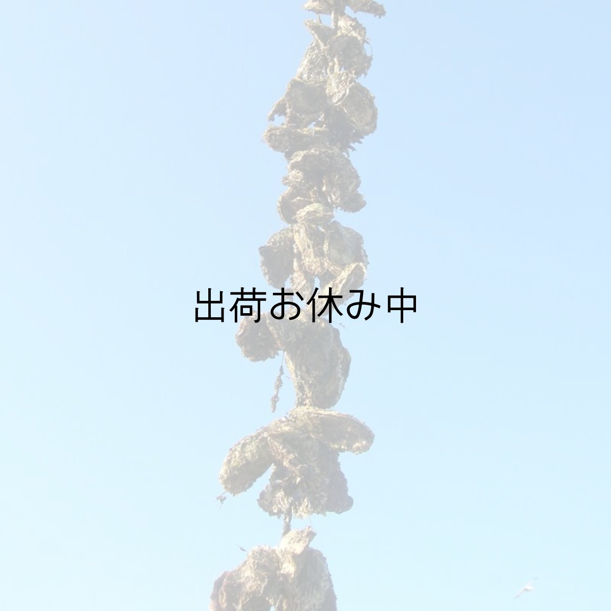 画像6: 【お急ぎ便】三陸唐桑産　もまれ牡蠣　（お届け地域限定） (6)