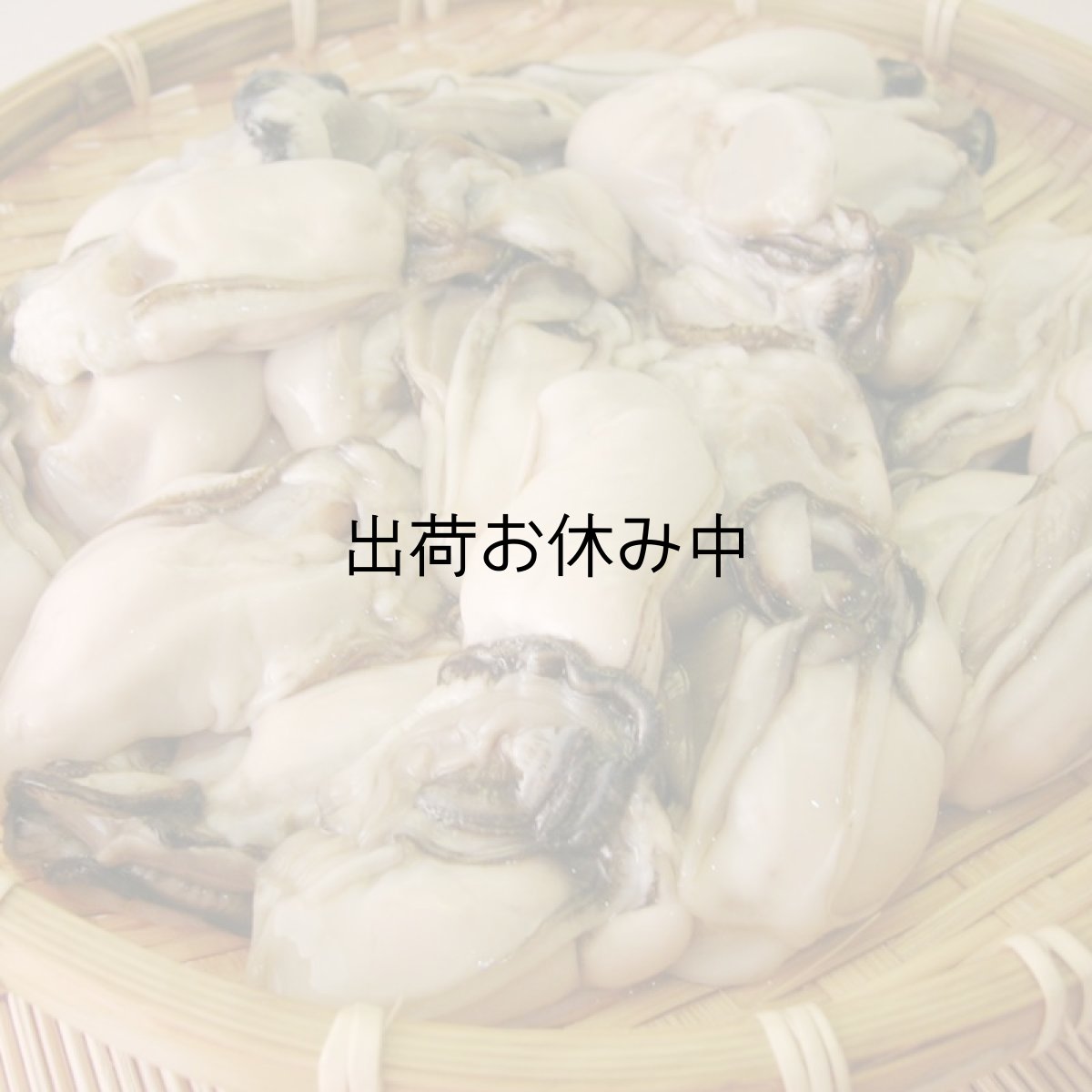 画像2: 三陸唐桑産　むき身牡蠣 (2)