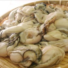 画像7: 三陸唐桑産　むき身牡蠣 (7)
