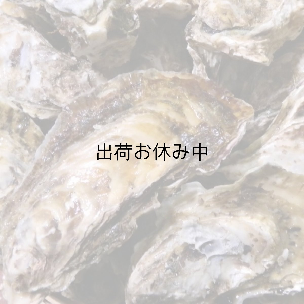 画像2: 福岡唐泊産　恵比須かき (2)