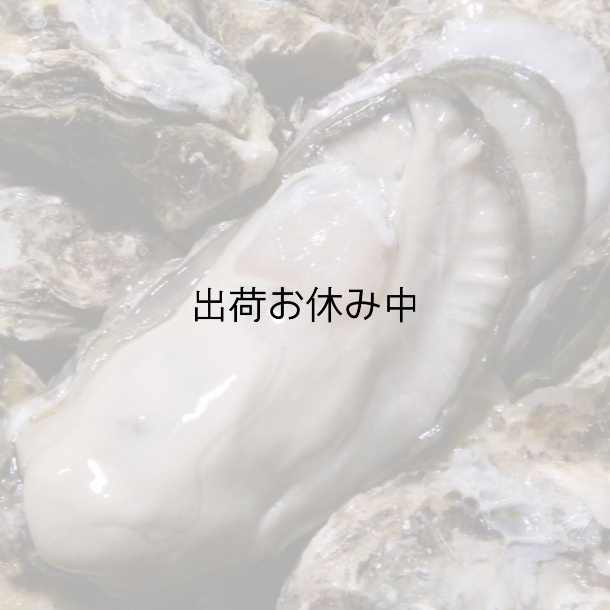 画像3: 福岡唐泊産　恵比須かき (3)