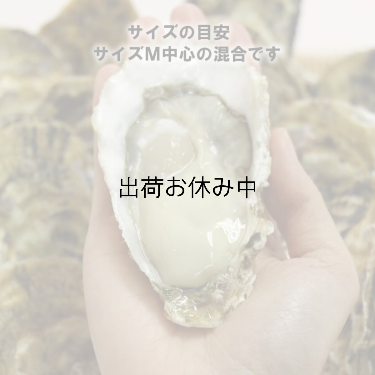 画像6: 福岡唐泊産　恵比須かき (6)