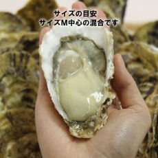 画像6: 福岡唐泊産　恵比須かき (6)