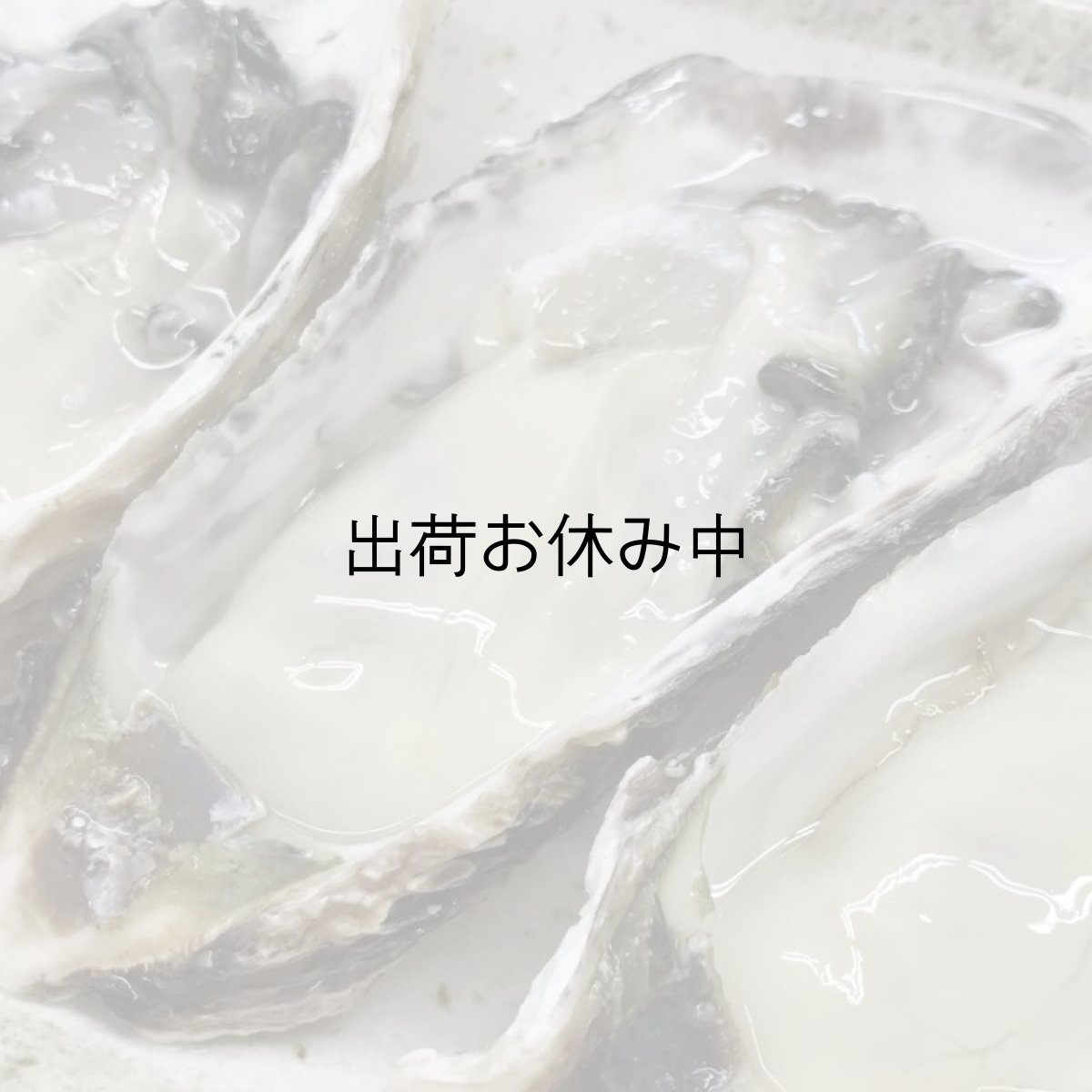 画像8: 福岡唐泊産　恵比須かき (8)