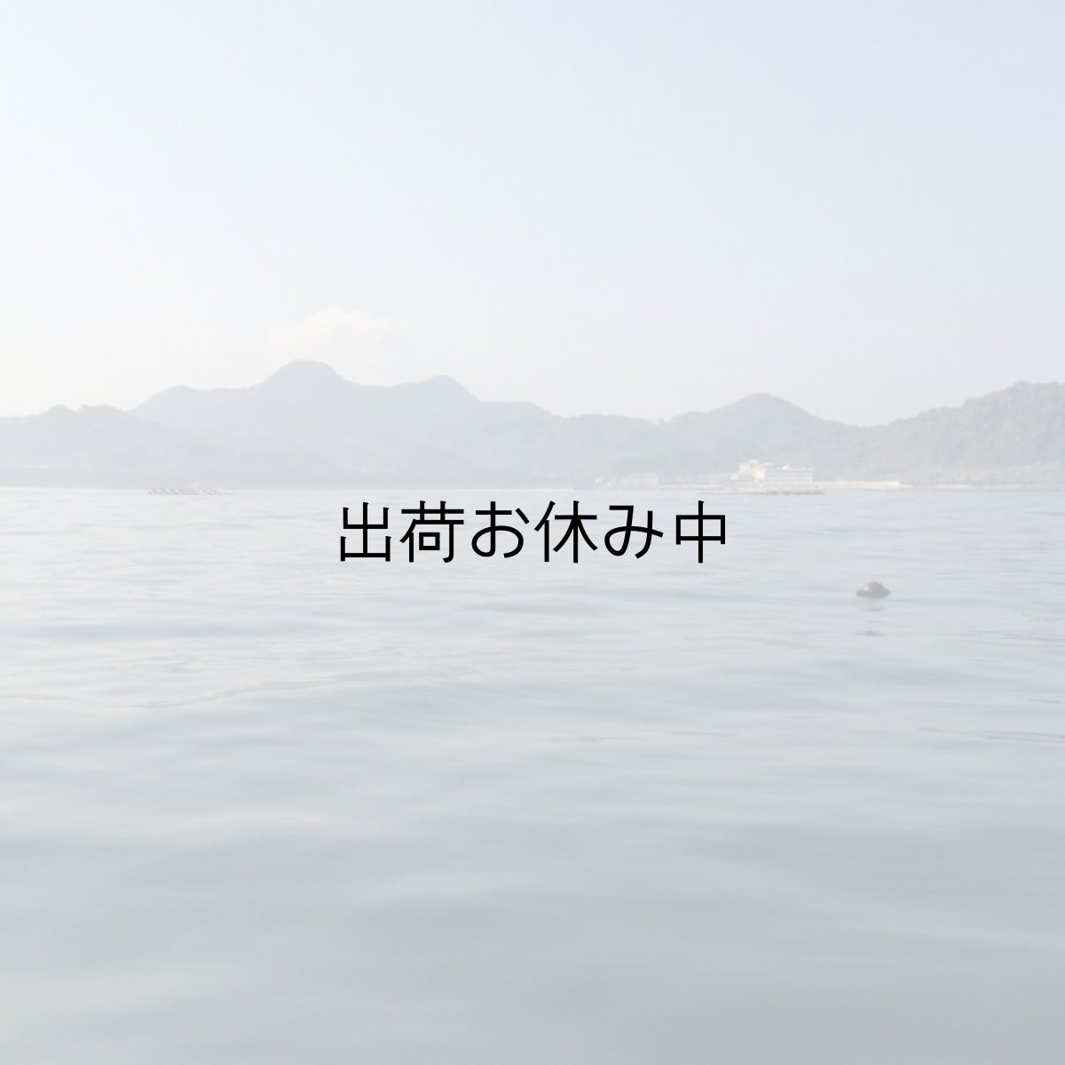 画像10: 福岡唐泊産　岩牡蠣 (10)