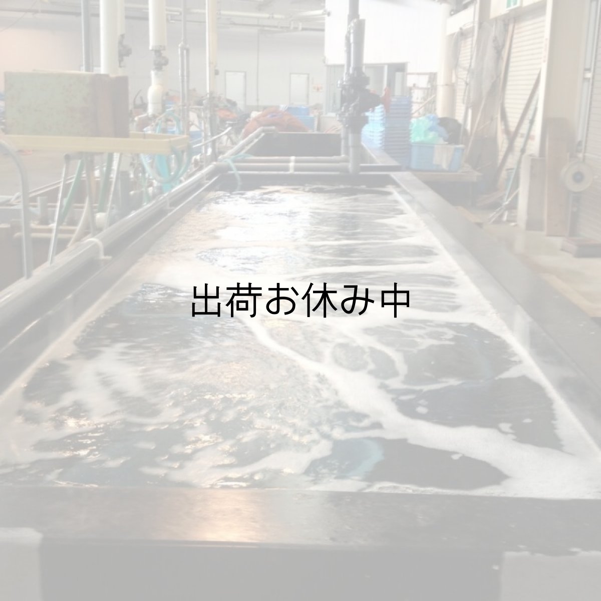 画像9: 福岡唐泊産　岩牡蠣 (9)