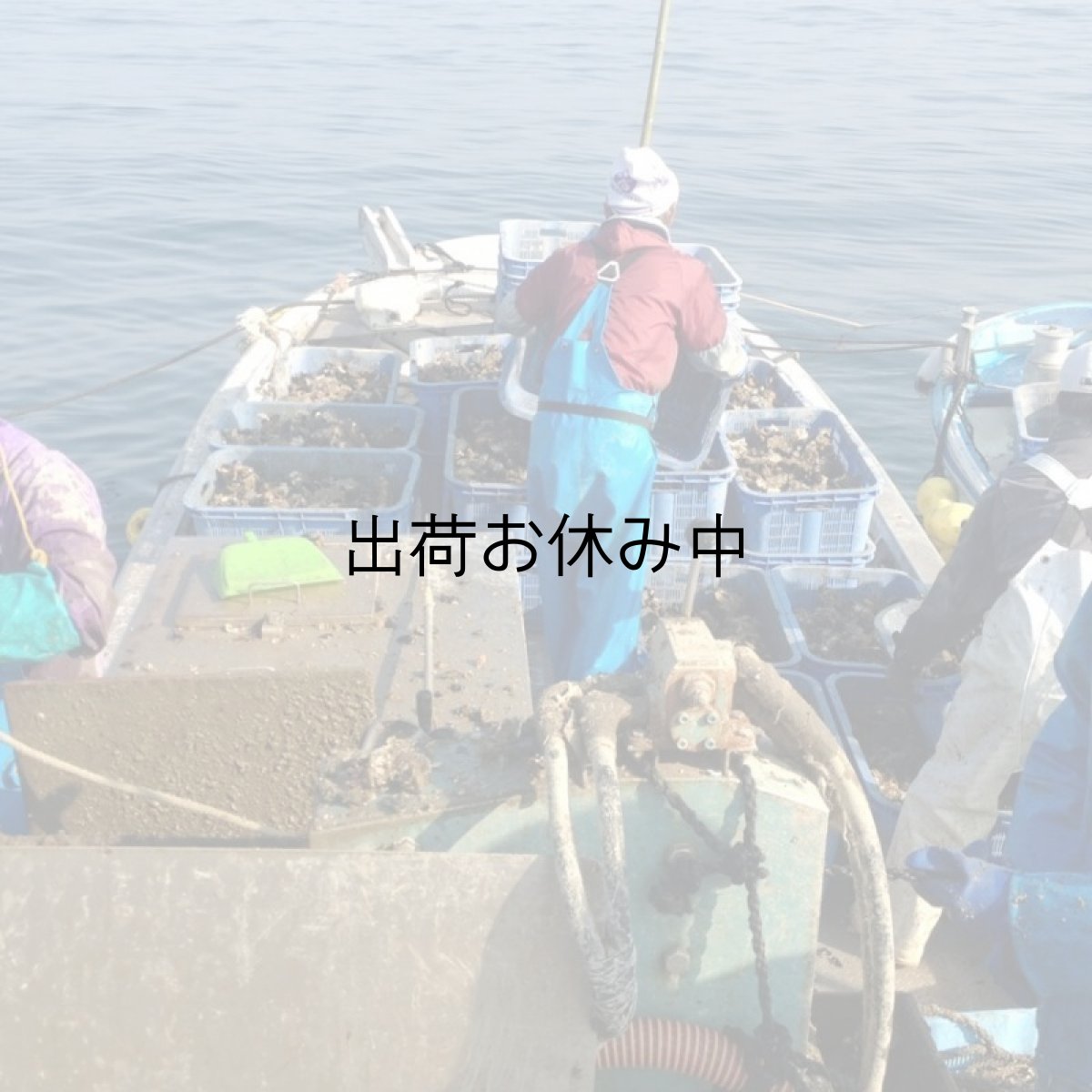 画像8: 福岡唐泊産　岩牡蠣 (8)
