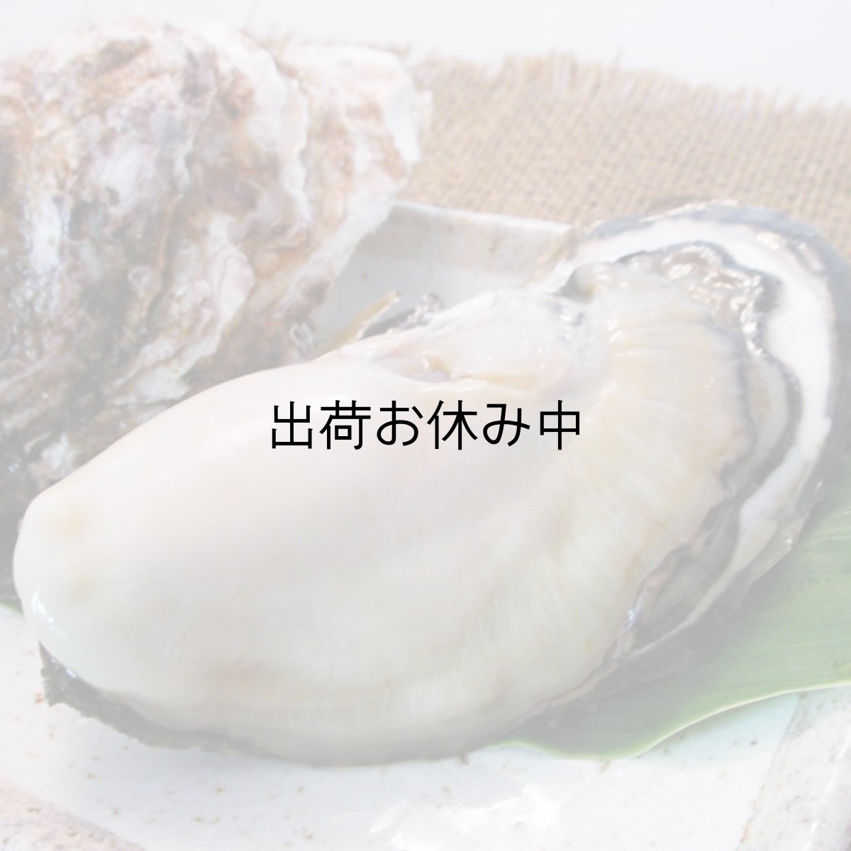 画像11: 福岡唐泊産　岩牡蠣 (11)
