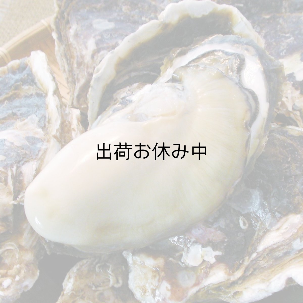 画像5: 福岡唐泊産　岩牡蠣 (5)
