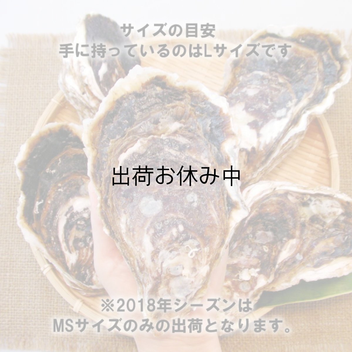 画像4: 福岡唐泊産　岩牡蠣 (4)