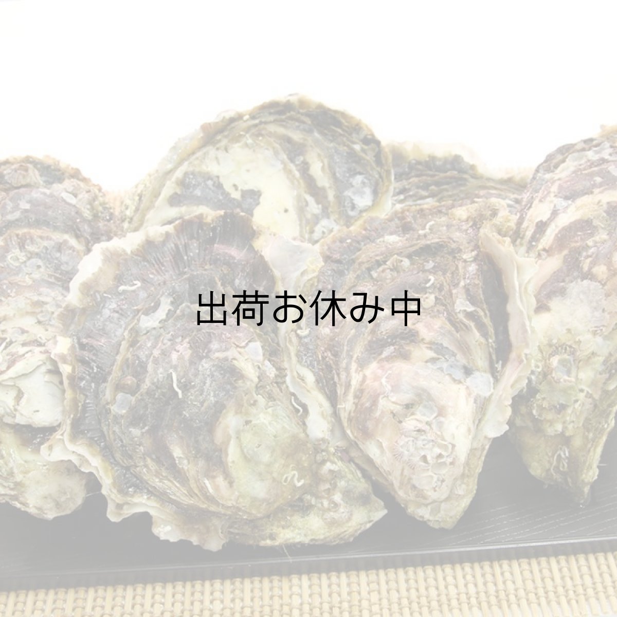 画像3: 福岡唐泊産　岩牡蠣 (3)