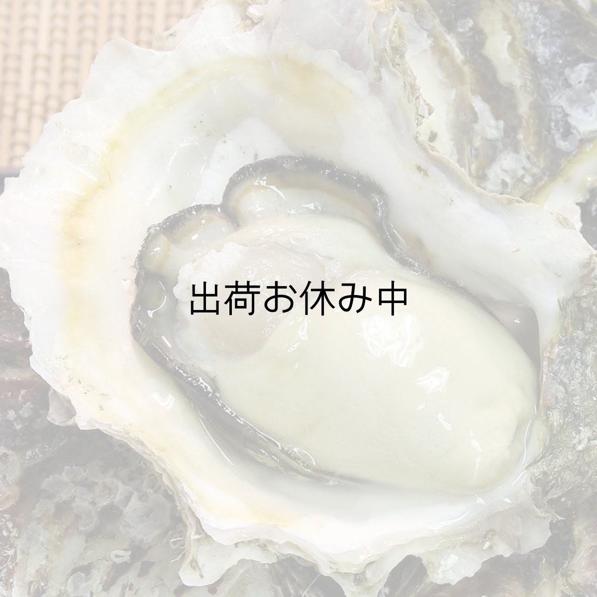 画像2: 福岡唐泊産　岩牡蠣 (2)