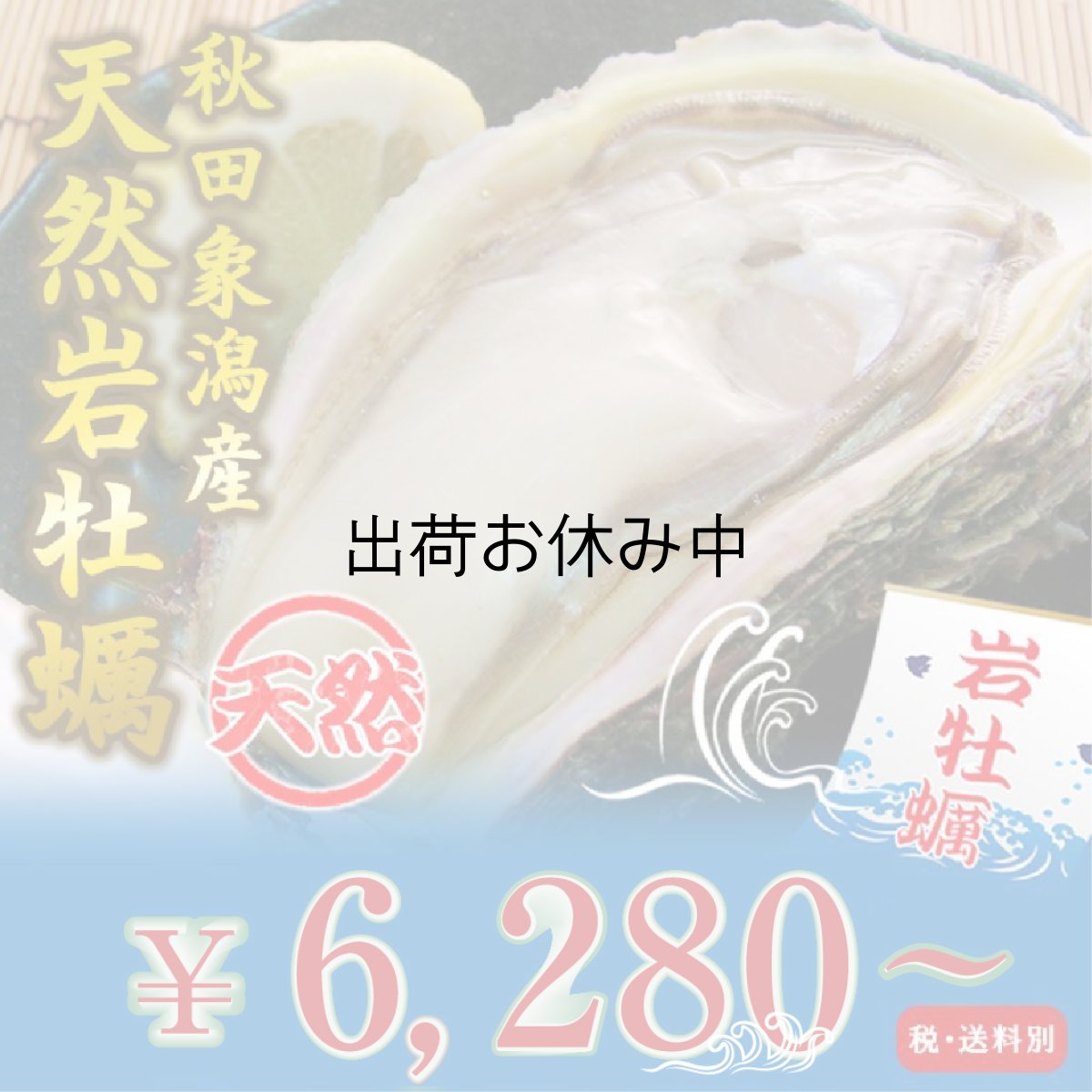 画像1: 秋田象潟産　天然岩牡蠣 (1)