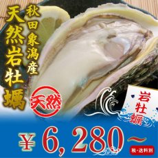 画像1: 秋田象潟産　天然岩牡蠣 (1)